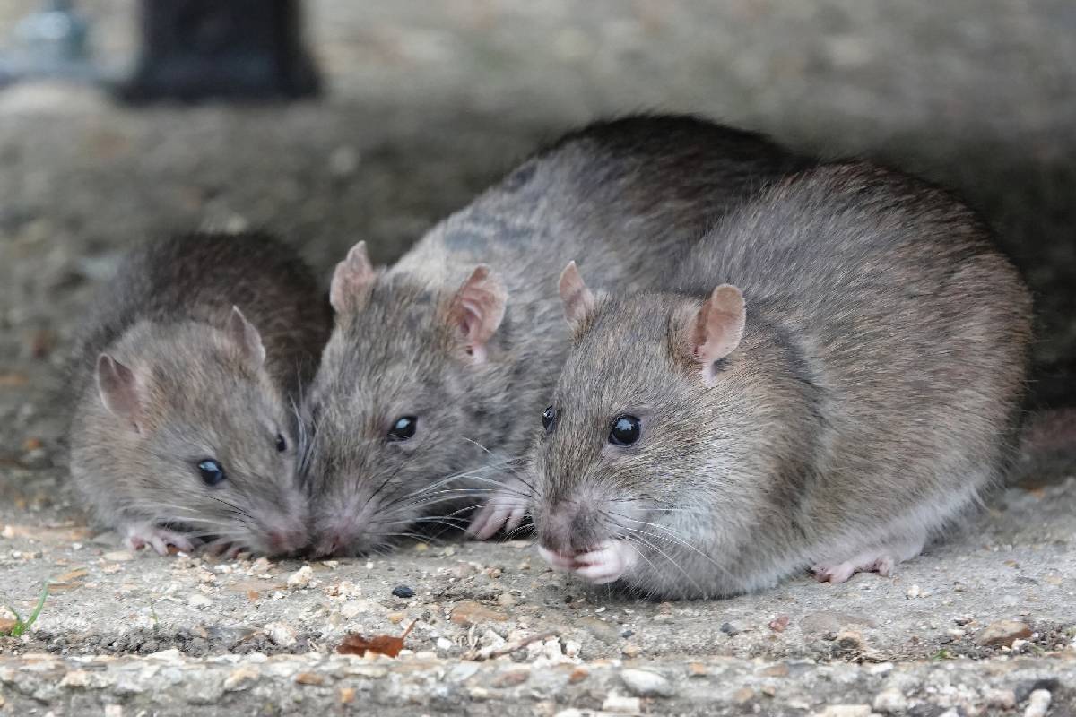 Plaga de ratas en Houston preocupa a la policía, se comen sustancias prohibidas