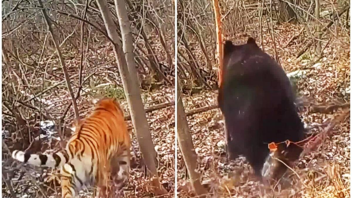 Video muestra a tigre siberiano persiguiendo a gran oso pardo en China