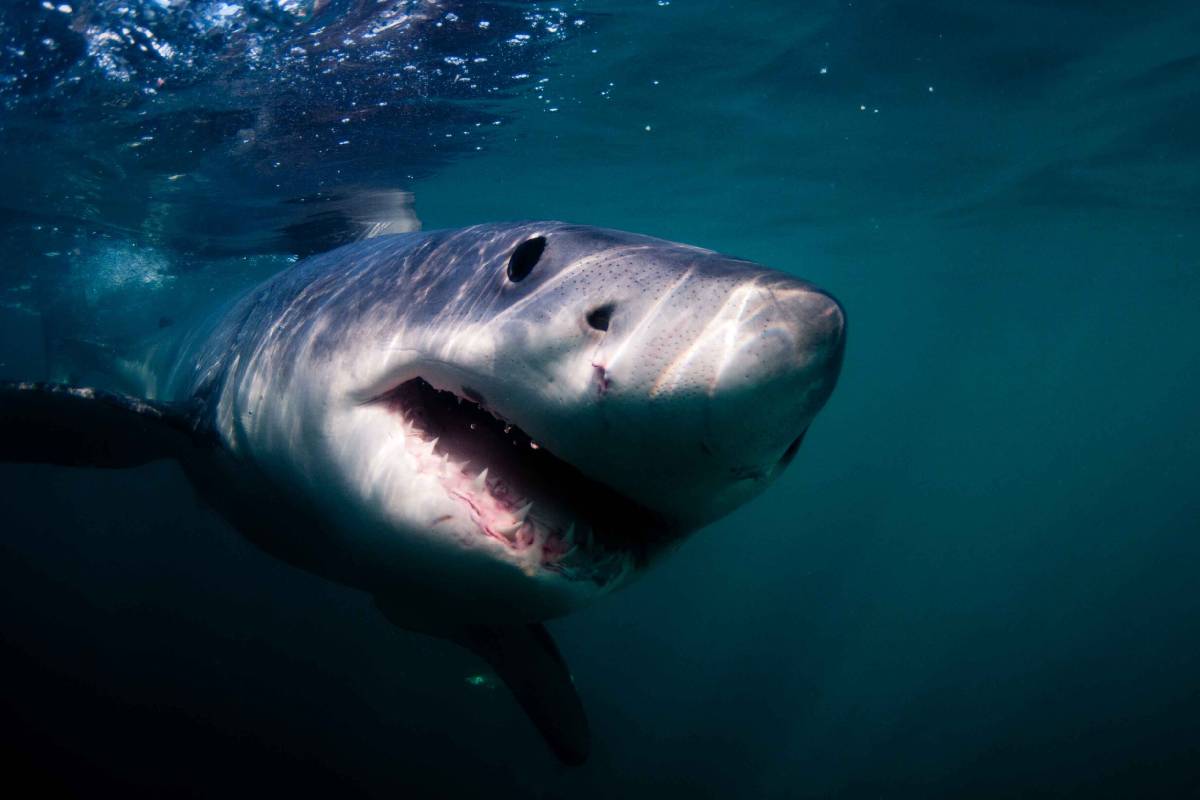 Joven muere por ataque de tiburón en la orilla de la playa en Australia