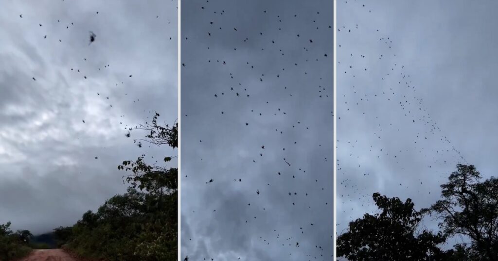 Impactante “lluvia de arañas” en Brasil: el fenómeno que sorprendió a los habitantes de São Thomé das Letras