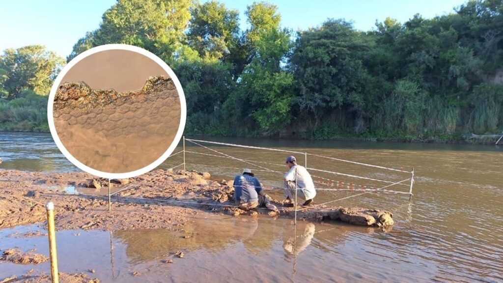 Joven encuentra un caparazón de Gliptodonte en río de Argentina: Mamífero vivió hace más de 10 mil años en Sudamérica