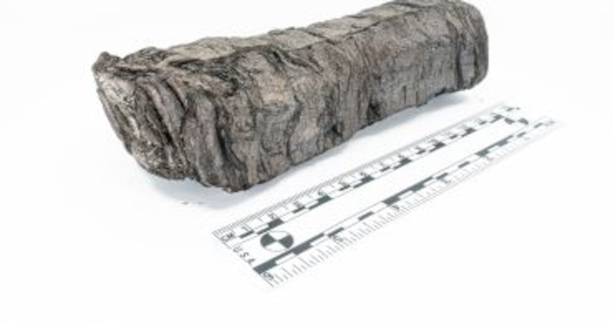 “Miedo”, “vida” “repugnancia”: comenzaron a descifrar un pergamino carbonizado de 2.000 años de antigüedad