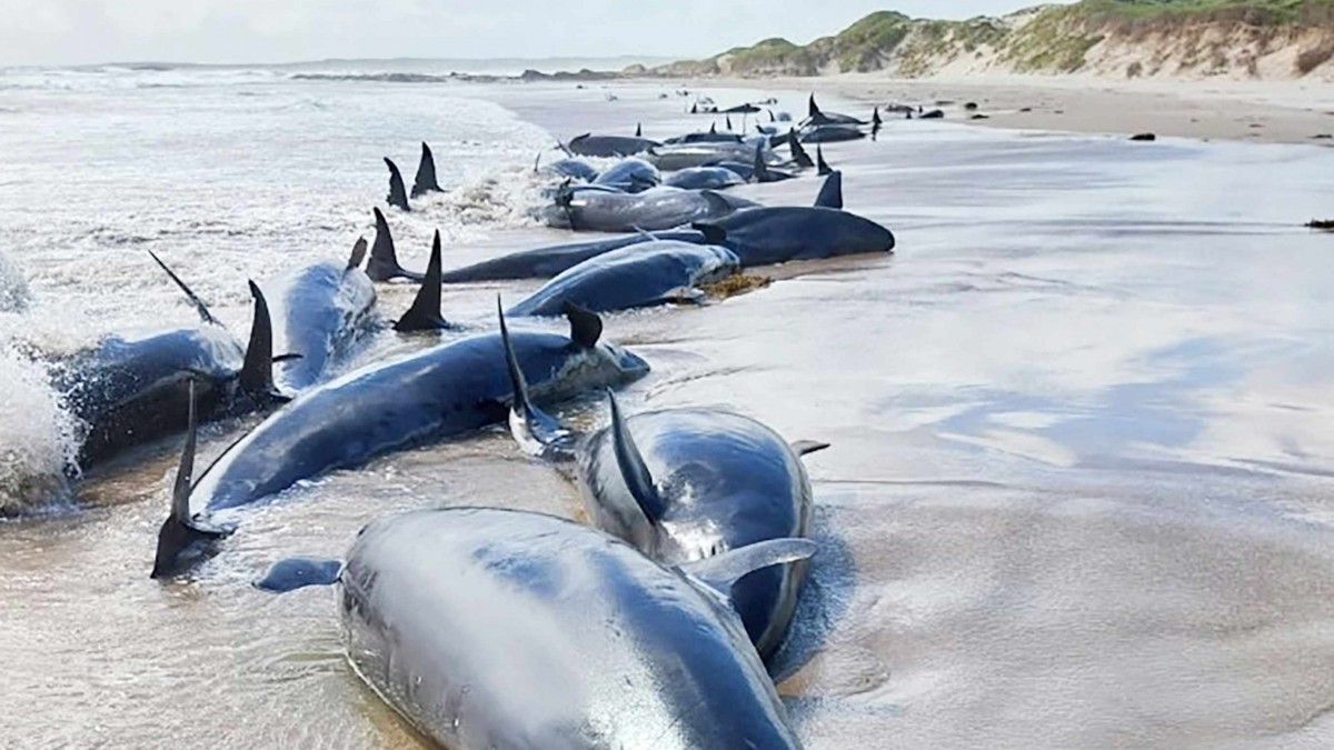 Encuentran a más de 150 delfines varados en una playa de Australia