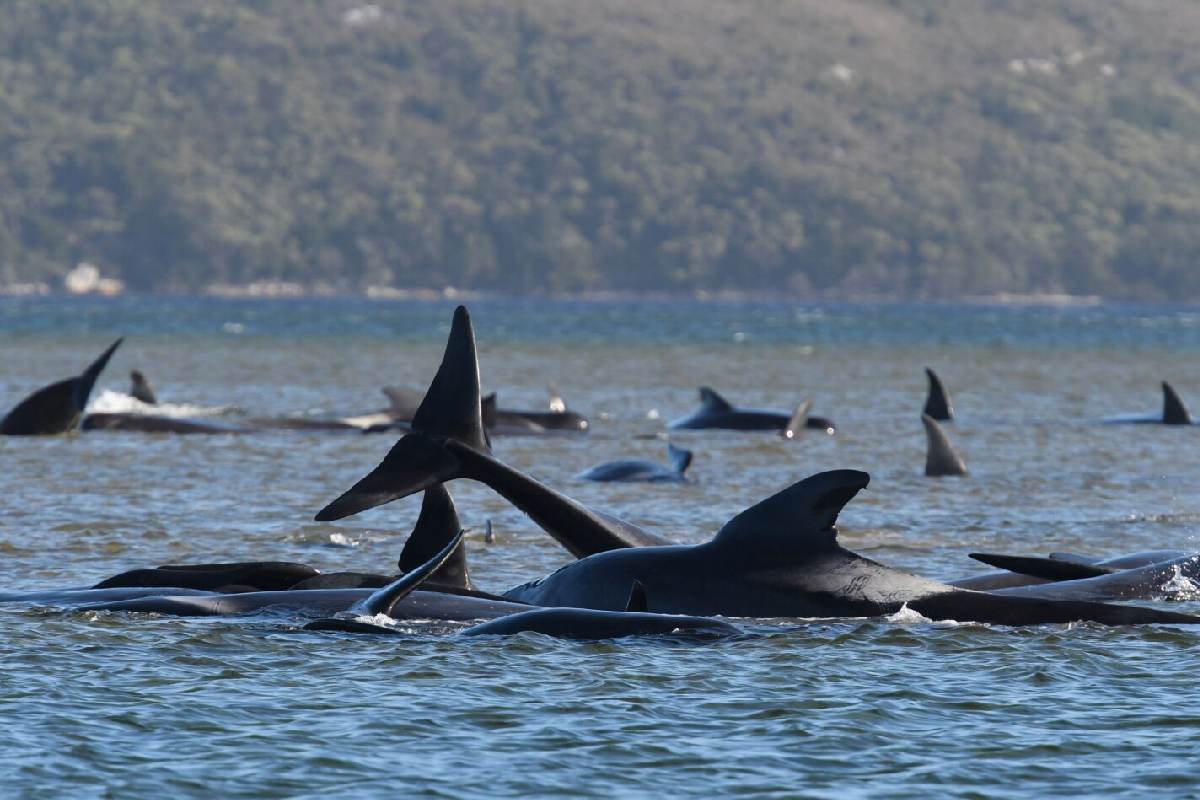 Más de 150 delfines varados en playa de Australia