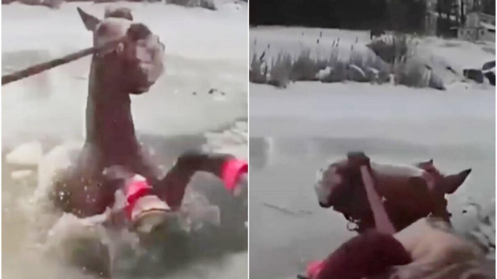 Impresionante video muestra el rescate de un caballo que cayó al hielo en Nueva York