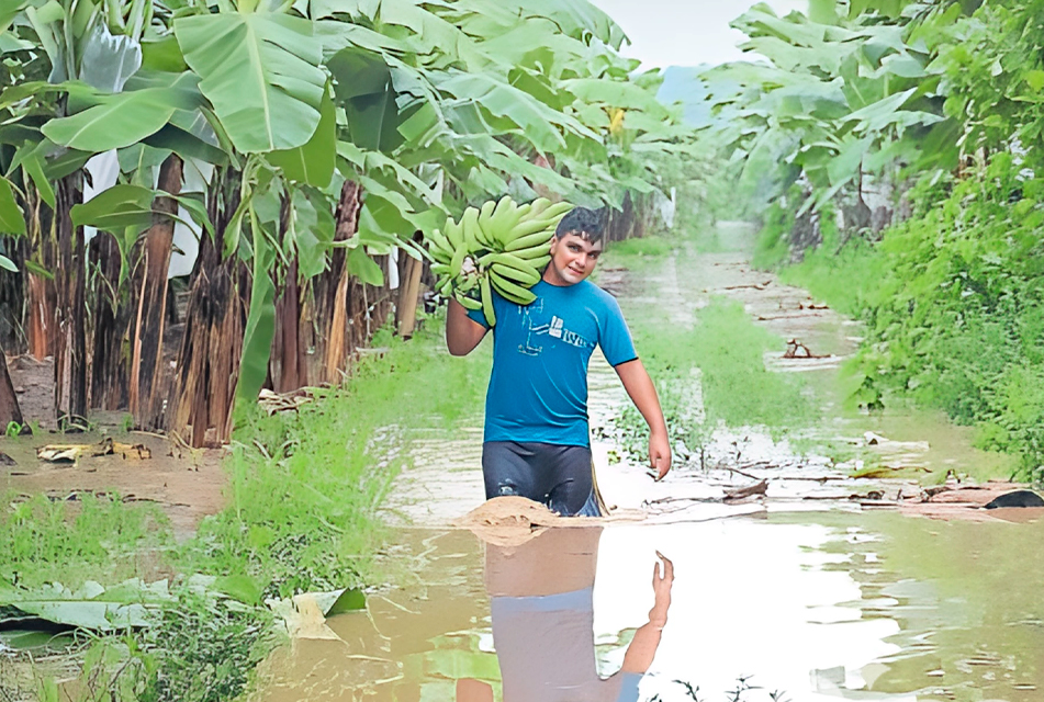 INDECI: LLUVIAS INTENSAS HAN AFECTADO CERCA DE 5 MIL HÉCTAREAS DE CULTIVO EN TUMBES