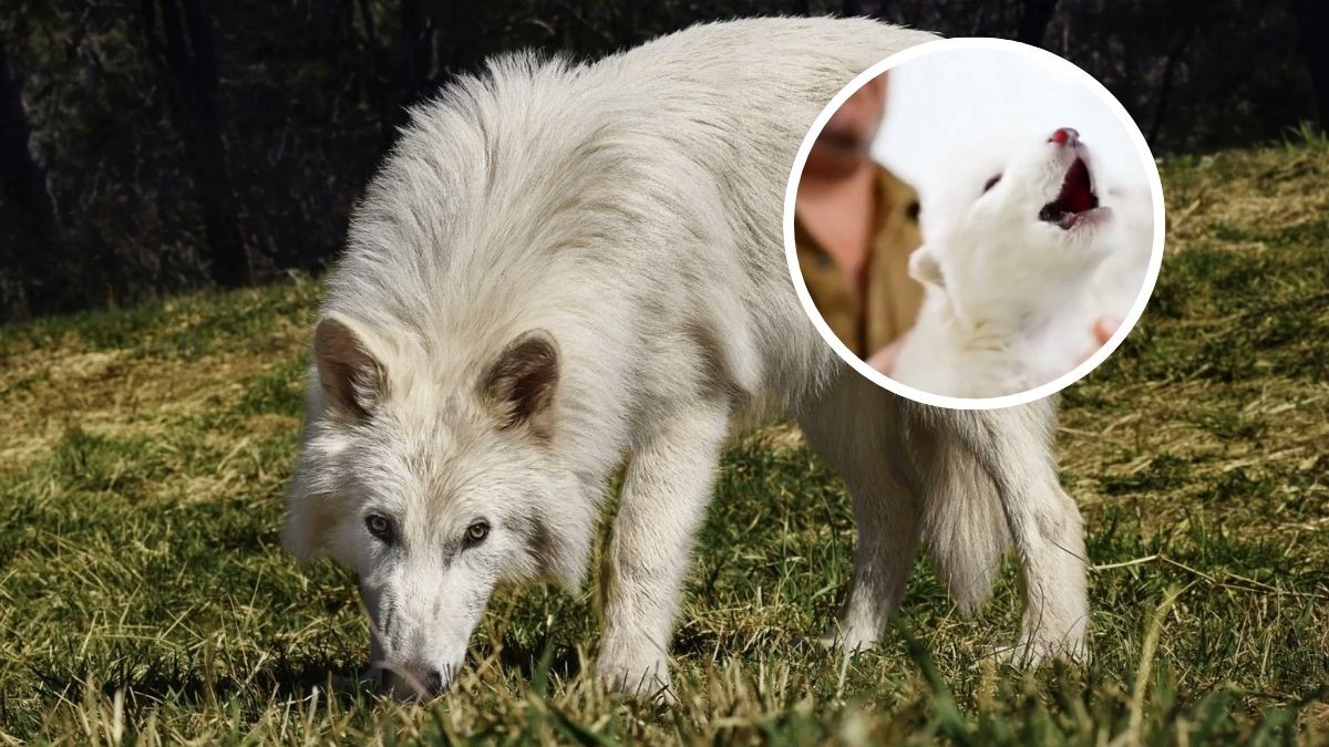 «Desextinción»: Científicos traen de vuelta al «lobo terrible», extinto hace más de 10 mil años