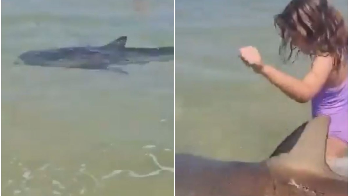 El agua se tiñó de rojo: Tiburón atacó a un buzo en playa de Israel y los bañistas grabaron el momento