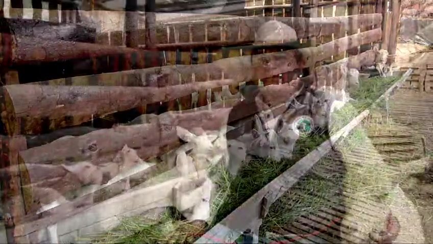 Criadero Villavi: Innovación y Pasión por la Leche de Cabra en Fongal 2024