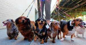 Esto es lo que ganan los paseadores de perros en Lima: trabajo de pocas horas y con un sueldo de S/ 3.000