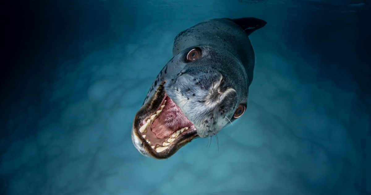 Las 12 fotos más espectaculares del Océano ganadoras de un concurso organizado por la ONU