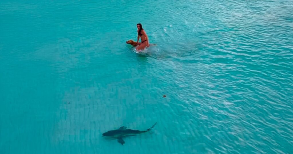 Dron capta a tiburón acercándose a una mujer y su perro en una playa de Miami: video se hace viral
