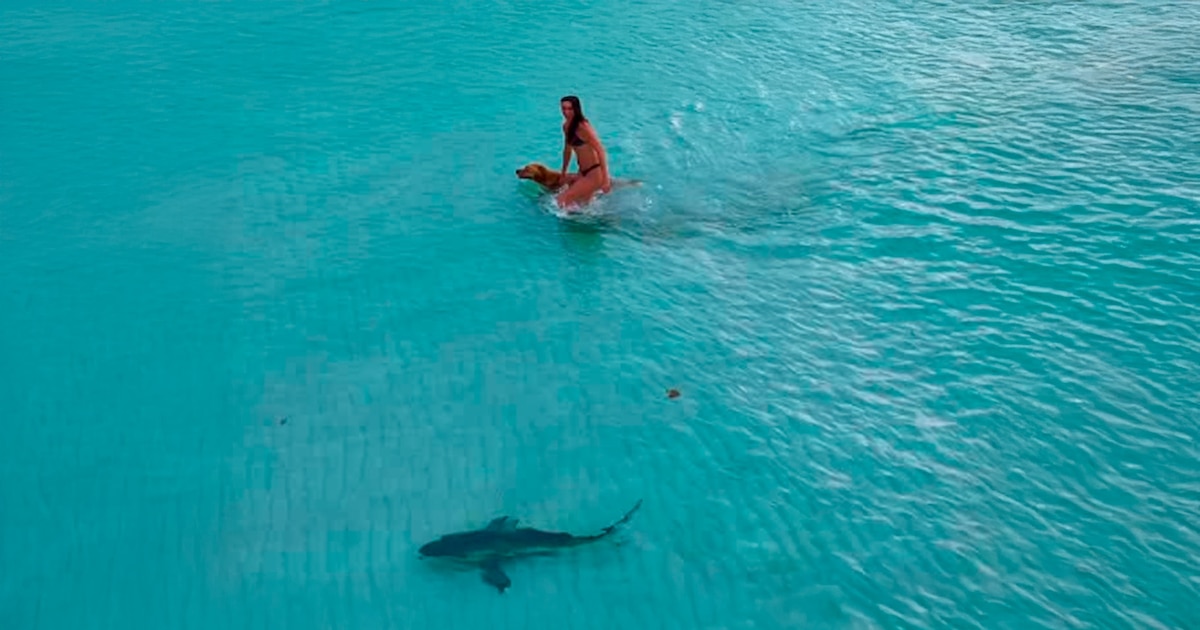 Dron capta a tiburón acercándose a una mujer y su perro en una playa de Miami: video se hace viral