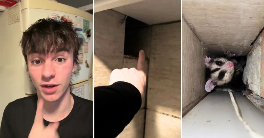 Escuchó ruidos extraños en un hueco de la cocina, introdujo su celular para grabar lo que sucedía y se llevó una sorpresa desagradable
