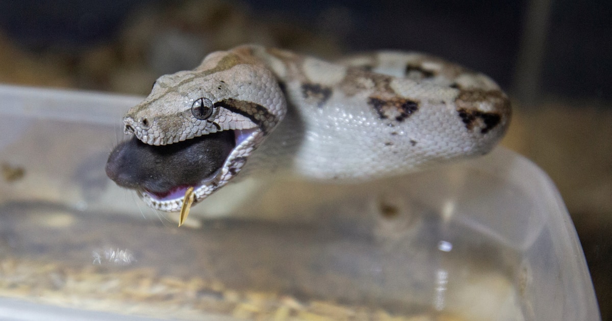 Encuentran una boa constrictora escondida bajo la ventanilla de entrega en un restaurante de Carolina del Norte