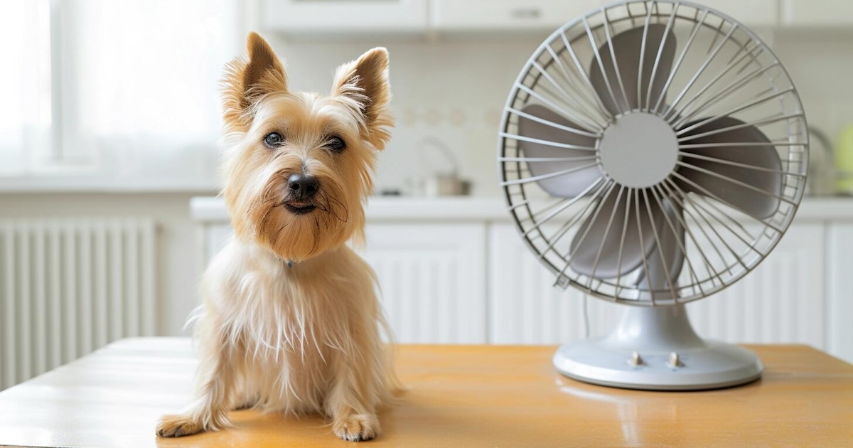 Cómo usar la tecnología para cuidar a las mascotas si pasamos todo el día fuera de casa