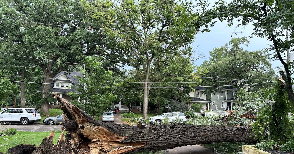 Murió una niña de 9 años tras caerle encima un árbol en medio de una tormenta