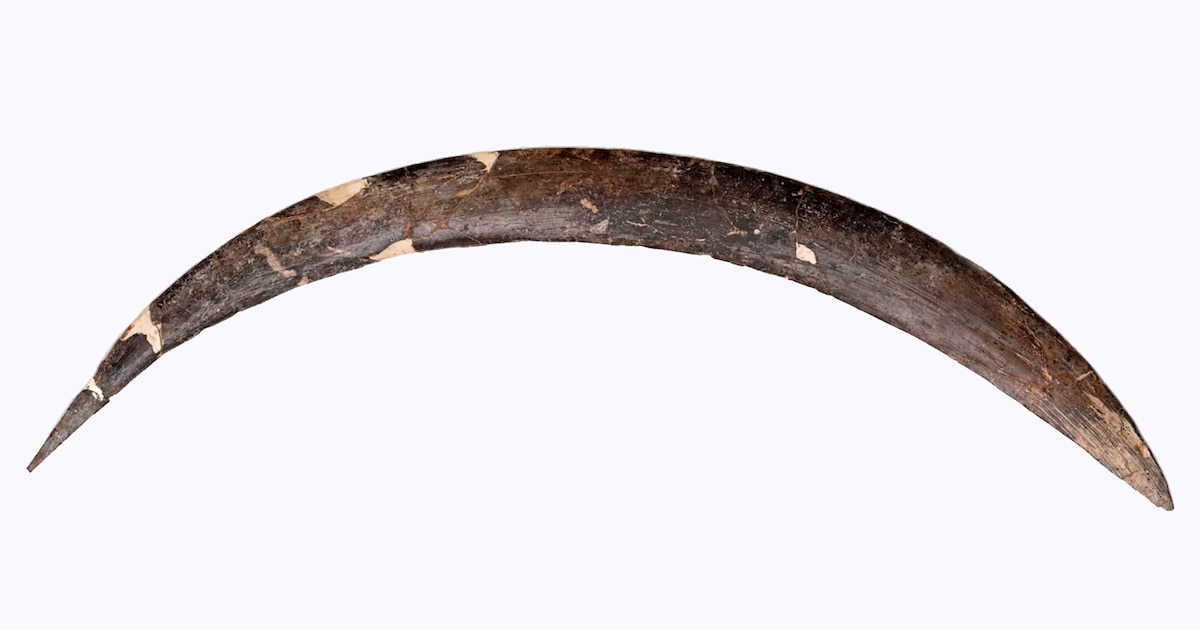 Un colmillo de mamut, de 40 mil años, se convierte en el “bumerán más antiguo”