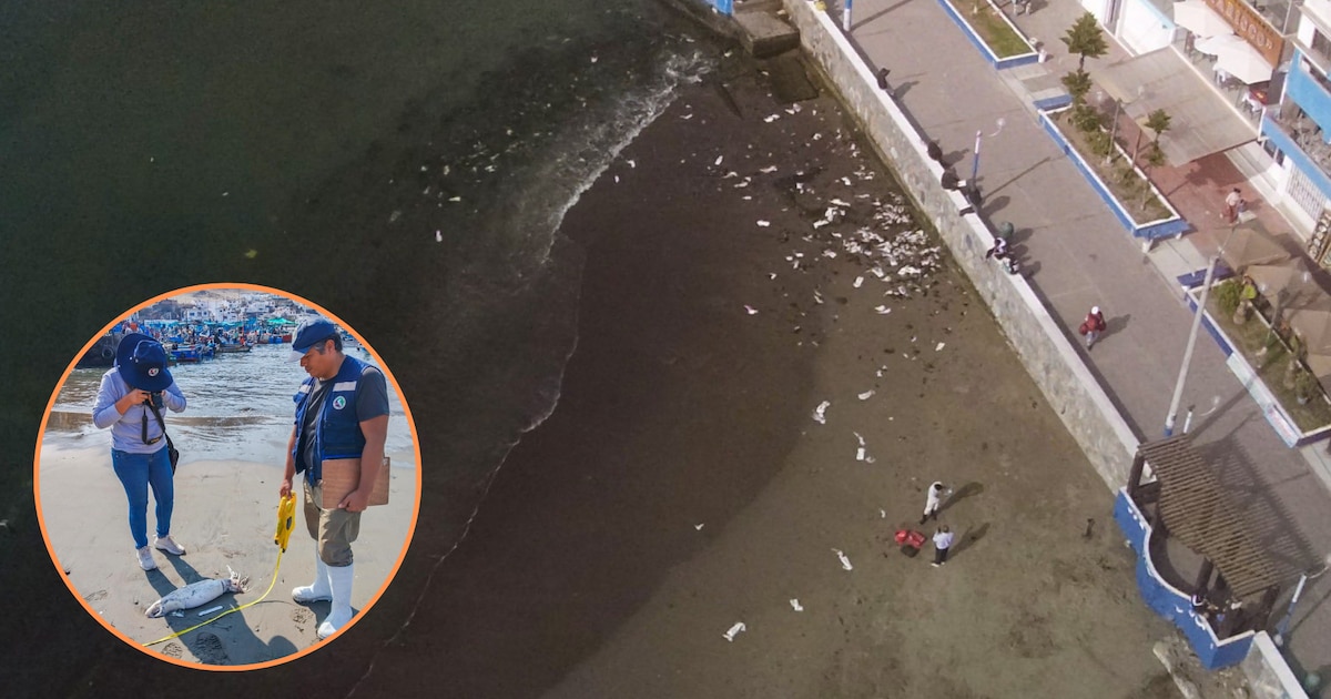 “Hay variaciones en la temperatura del mar y en la química del agua”, advierte IMARPE tras aparición inusual de potas y peces en el mar limeño