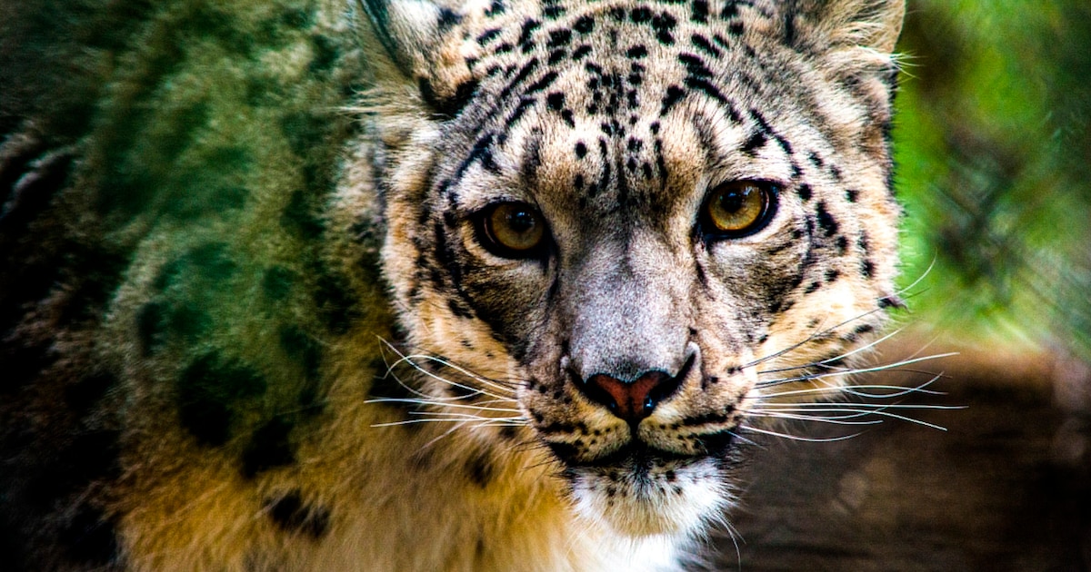 Inteligencia artificial y biodiversidad: el rol de la tecnología en el monitoreo de leopardos de las nieves