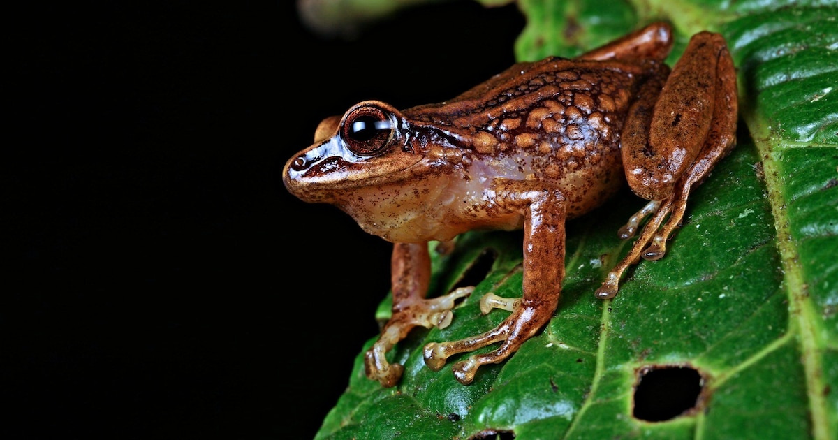 Así son las tres nuevas especies de ranas identificadas en una región remota de Perú