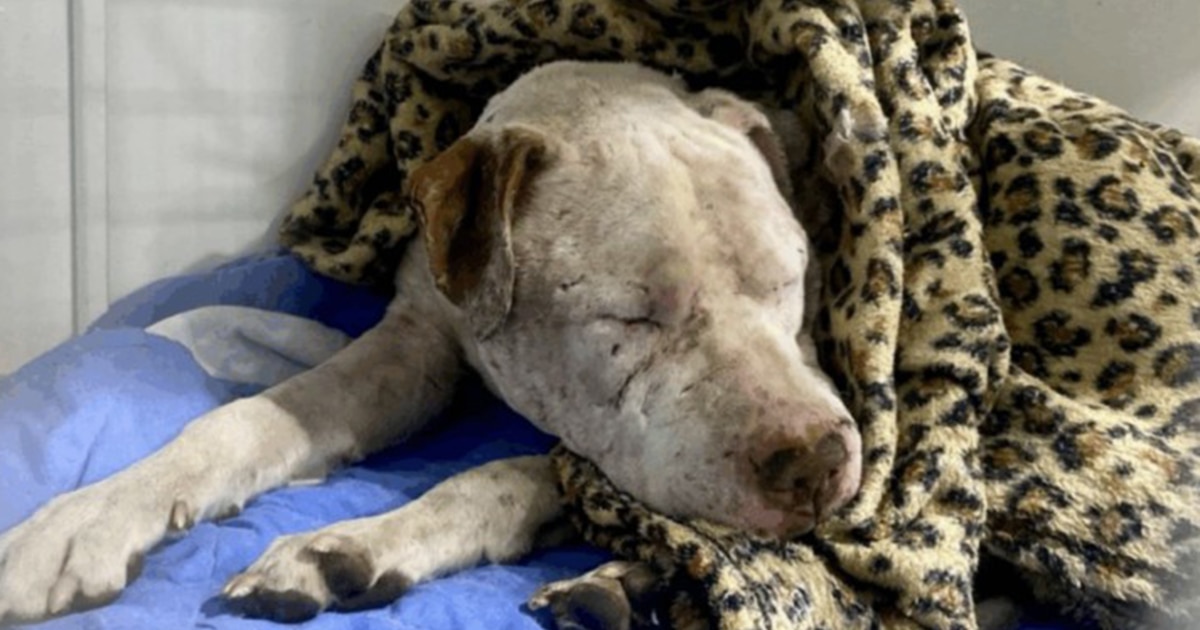 Indignación en Chile por un perro moribundo rescatado tras una pelea clandestina