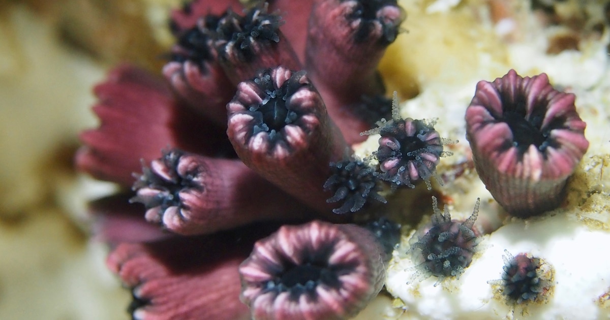 Descubren en Galápagos coral supuestamente extinto hace 20 años
