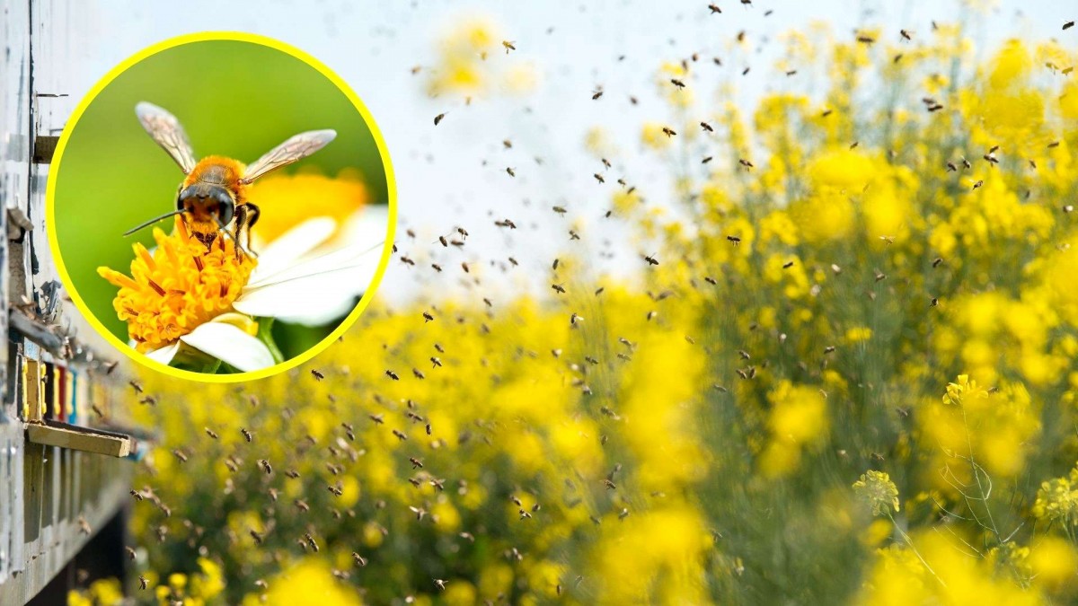 Hombre fallece tras ataque de abejas en labores rurales en España