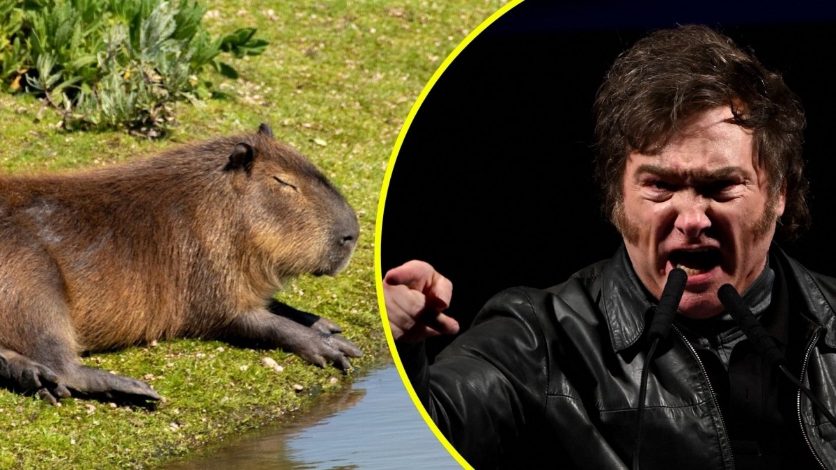 Gobierno de Milei propone aislar capibaras para frenar invasión en Buenos Aires