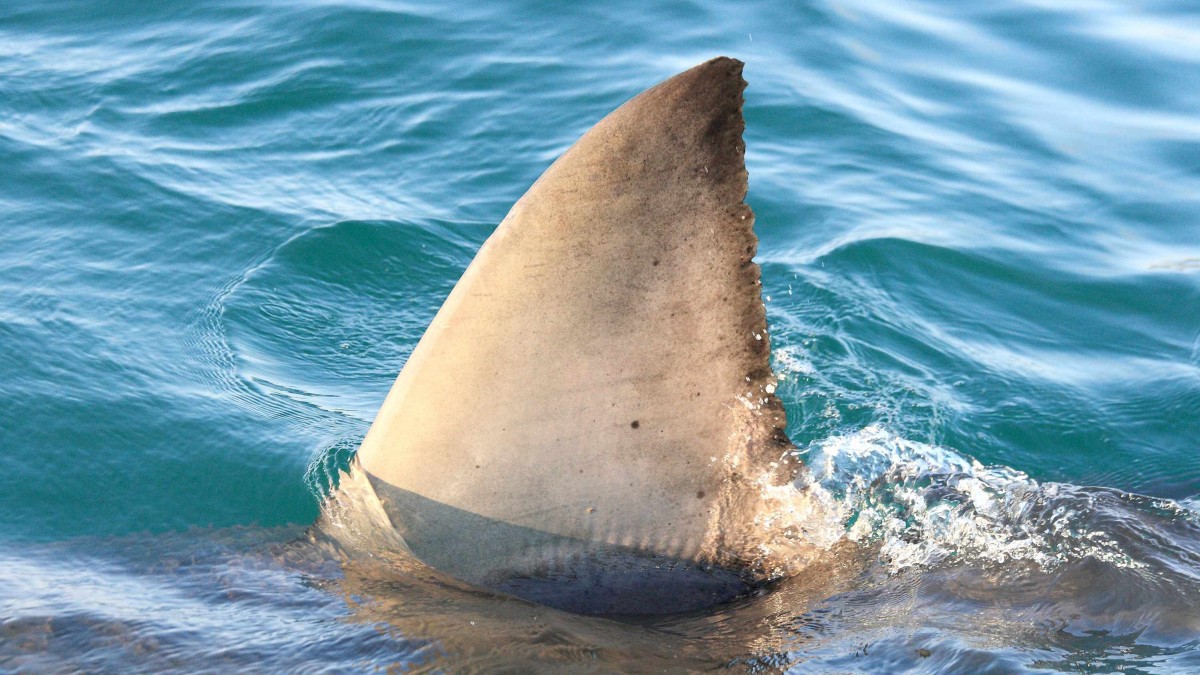 Niño de 7 años sufre amputación tras ataque de tiburón en isla