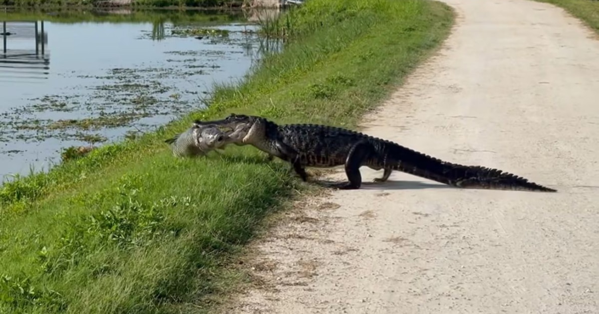 Increíble avistamiento en Lake Apopka: caimán atraviesa la carretera con un pez dorado en el hocico
