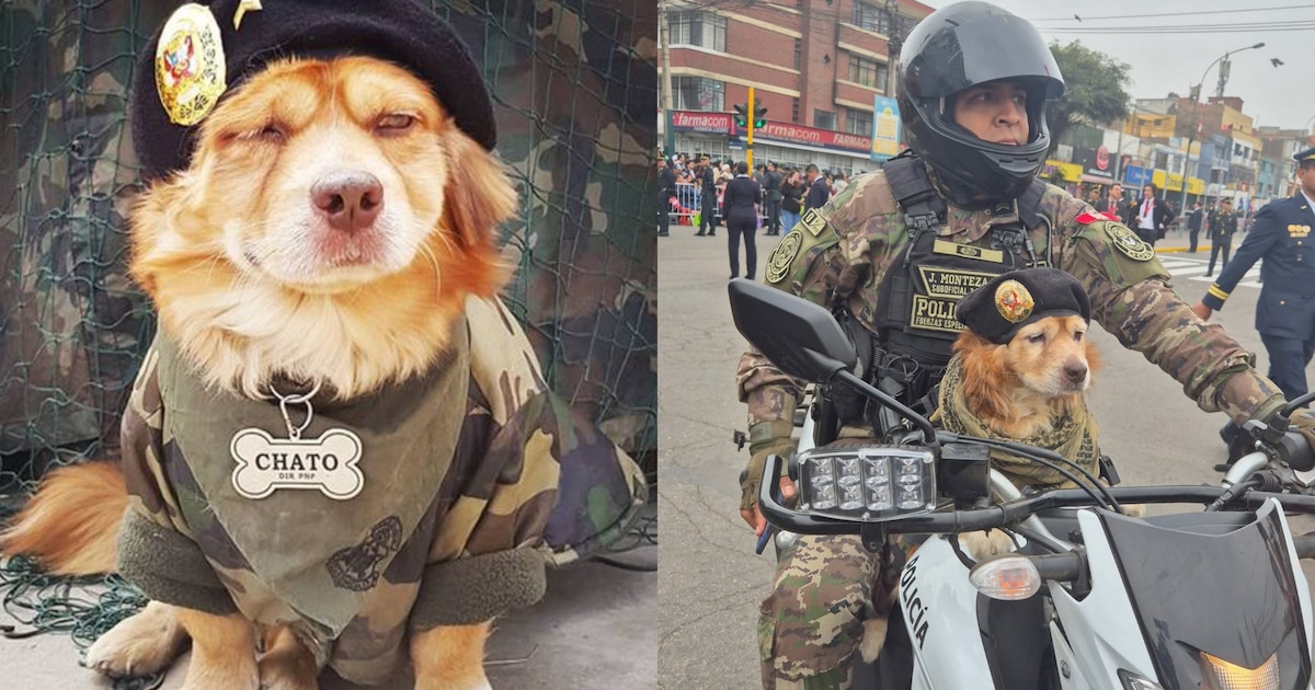 Usuarios acusan a Dina Boluarte por excluir a la Policía Canina en la última Parada Militar, generando polémica y críticas por falta de respeto