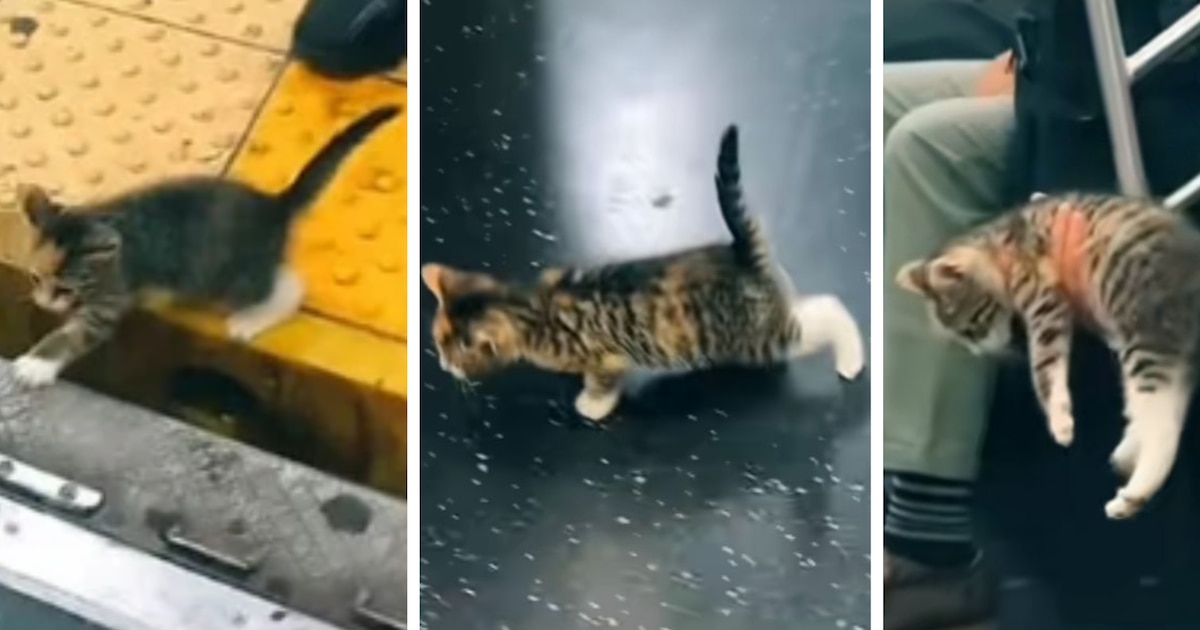 Rescatan y adoptan a gata hallada en el metro de Nueva York; el emotivo momento se vuelve viral en TikTok