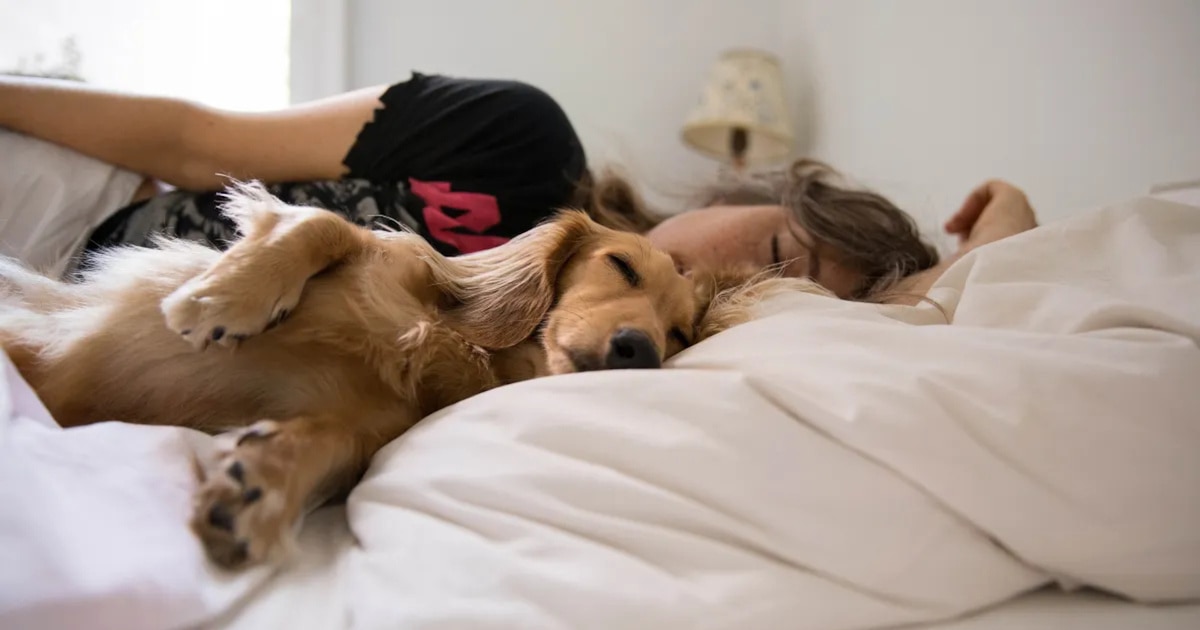 Beneficios para la salud de compartir tu cama con tu perro
