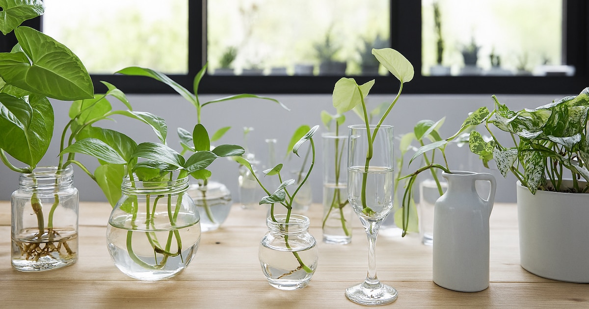 Revolución en la jardinería doméstica: cómo la cáscara de huevo molida y el agua de cocción enriquecen tu suelo de forma natural