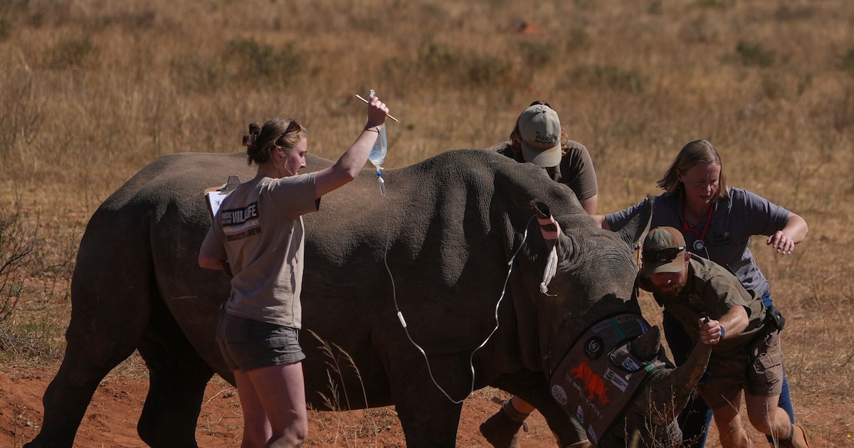 Sudáfrica lanza estrategia innovadora contra caza furtiva de rinocerontes: inyectan isótopos radiactivos en sus cuernos para facilitar su detección y salvar la especie