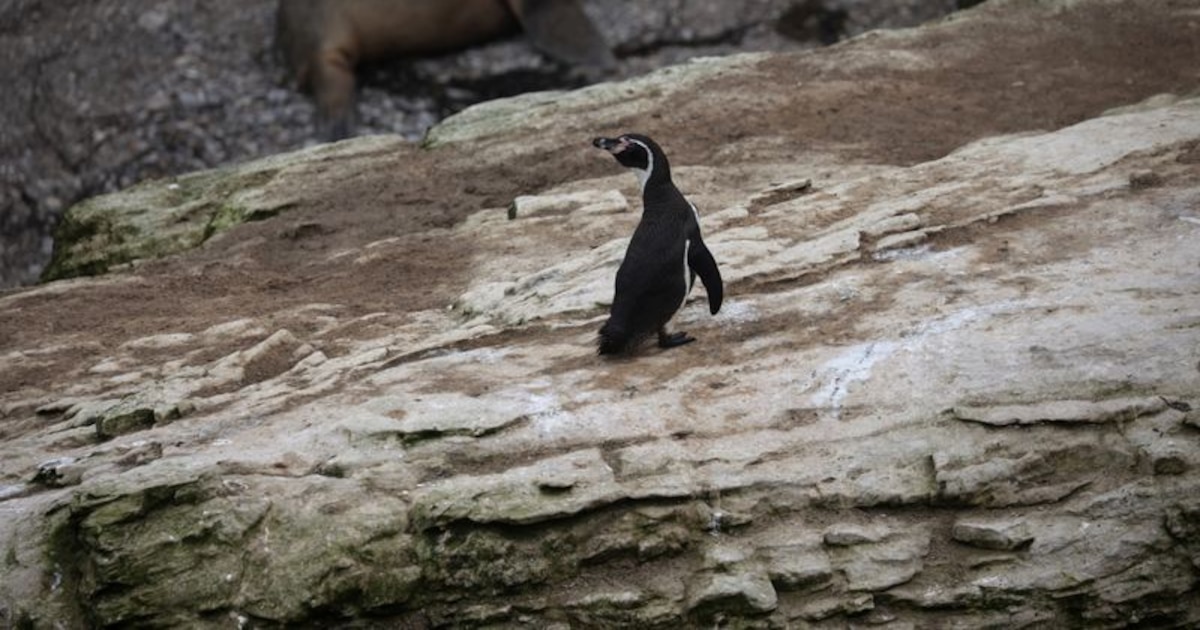 Perú pierde 75% de aves guaneras en tres años, alertan científicos