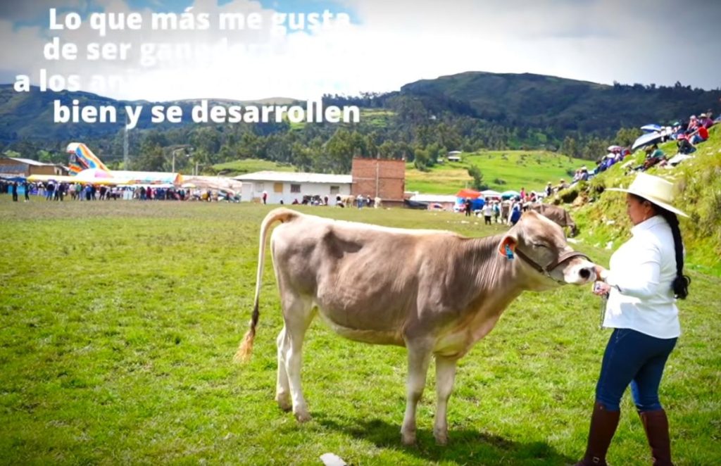 Vilma Cortez, productora de Ventanillas de Combayo, logra duplicar su producción de leche gracias al programa “Ganaderos de Altura”