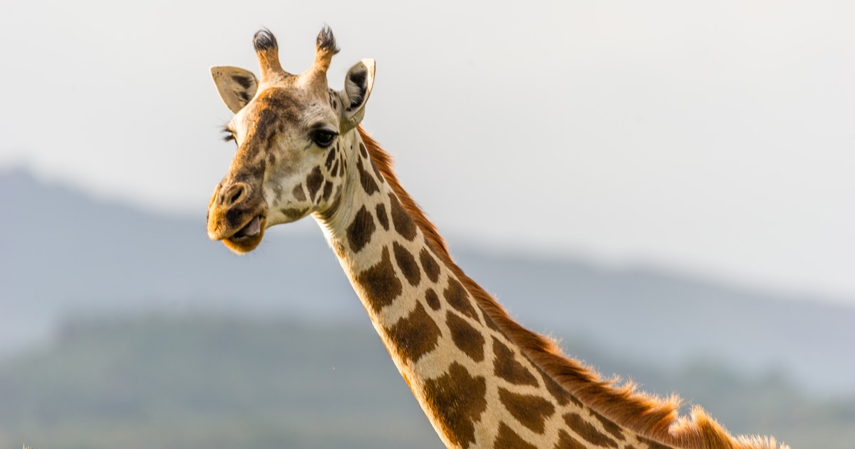 La Unión Internacional para la Conservación de la Naturaleza confirma cuatro especies distintas de jirafas en África, un avance clave para la protección y conservación de estos mamíferos