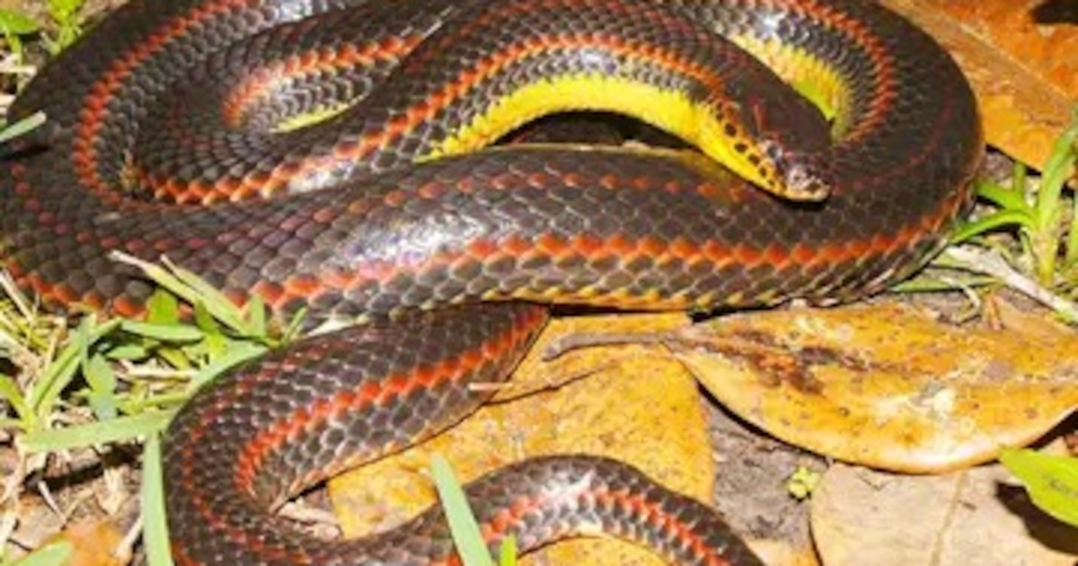 Alerta en Florida: la serpiente arcoíris en peligro de extinción, la especie no venenosa que necesita protección