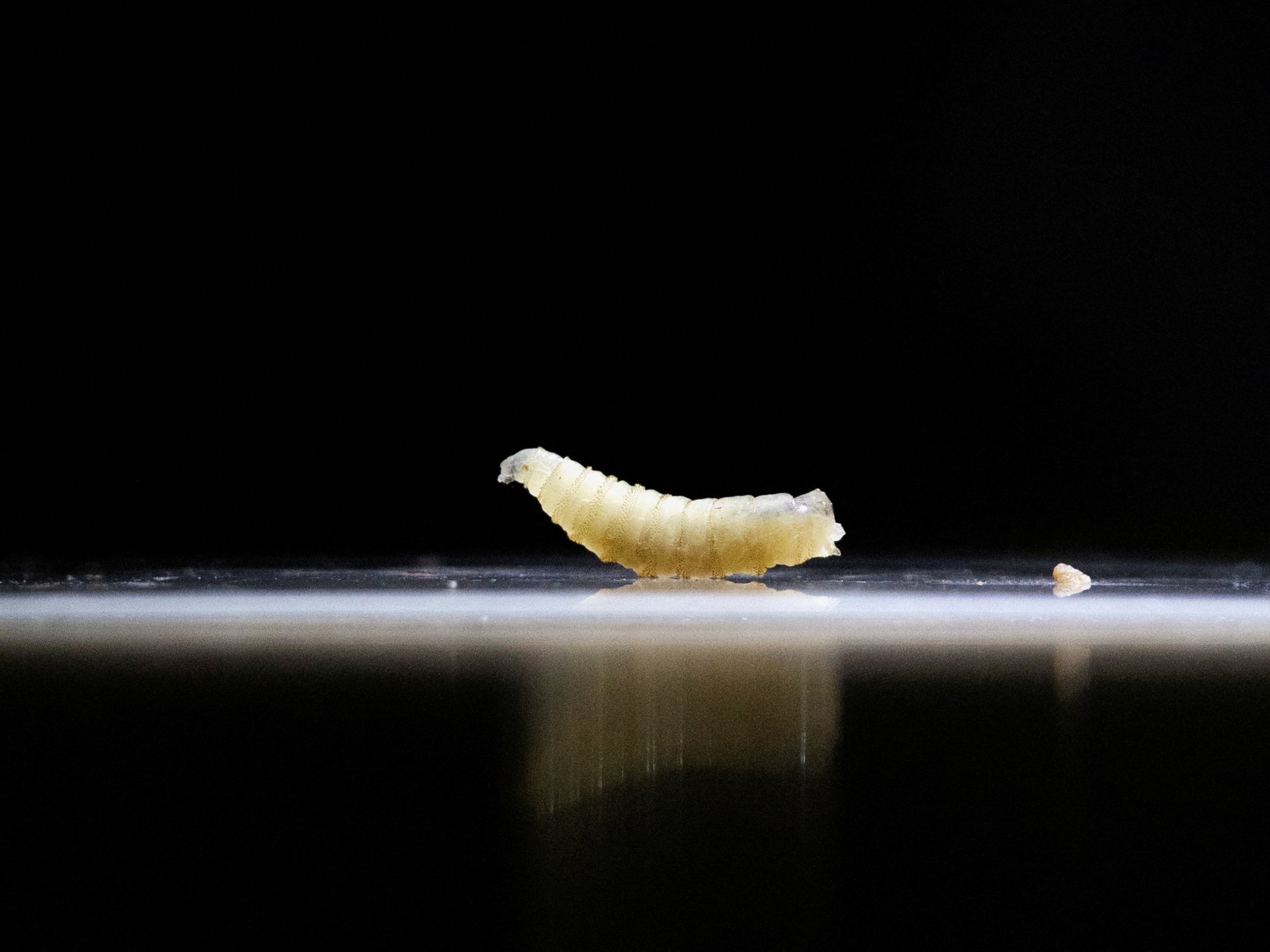 ¿Screwworm? El parásito que devora carne detectado en un humano en EE.UU.