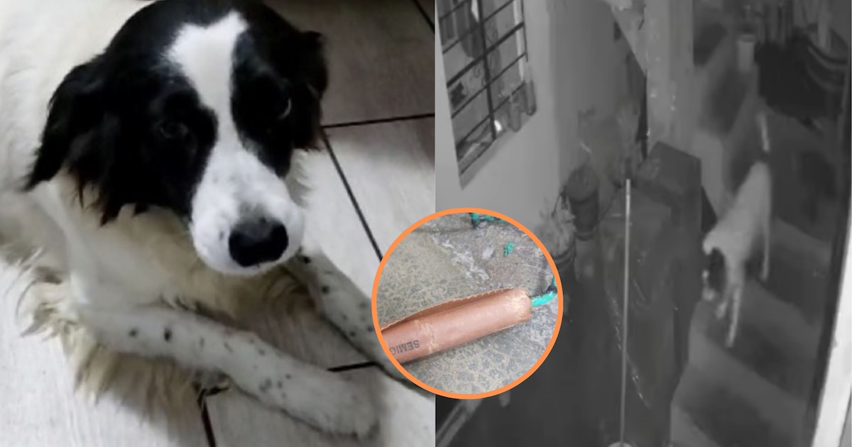 Perrita evita explosión tras lanzar extorsionador en vivienda de periodista en Huaral