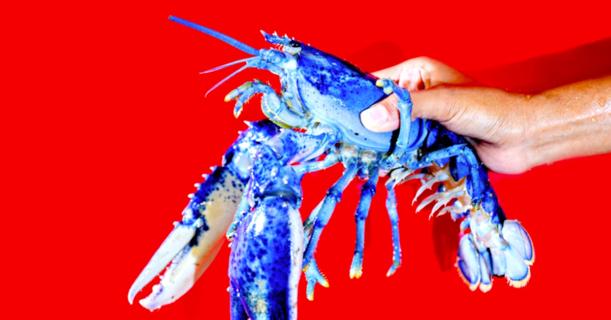 ¡Increíble! La langosta azul, una criatura de una entre dos millones, rompe esquemas con su brillante color y revela secretos sorprendentes del mundo submarino en Boston