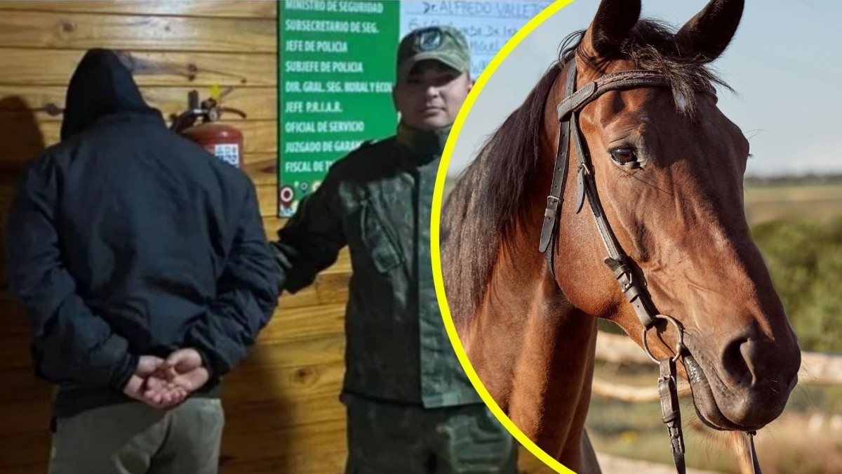 ¡Escándalo en Corrientes! Hombre de 46 años roba, faena y vende carne de caballo en bolsas del barrio—¡La policía lo descubre en pleno acto!