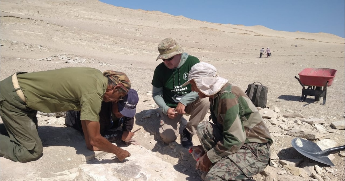 Mario Urbina descubre fósil de ave prehistórica única y de gran belleza