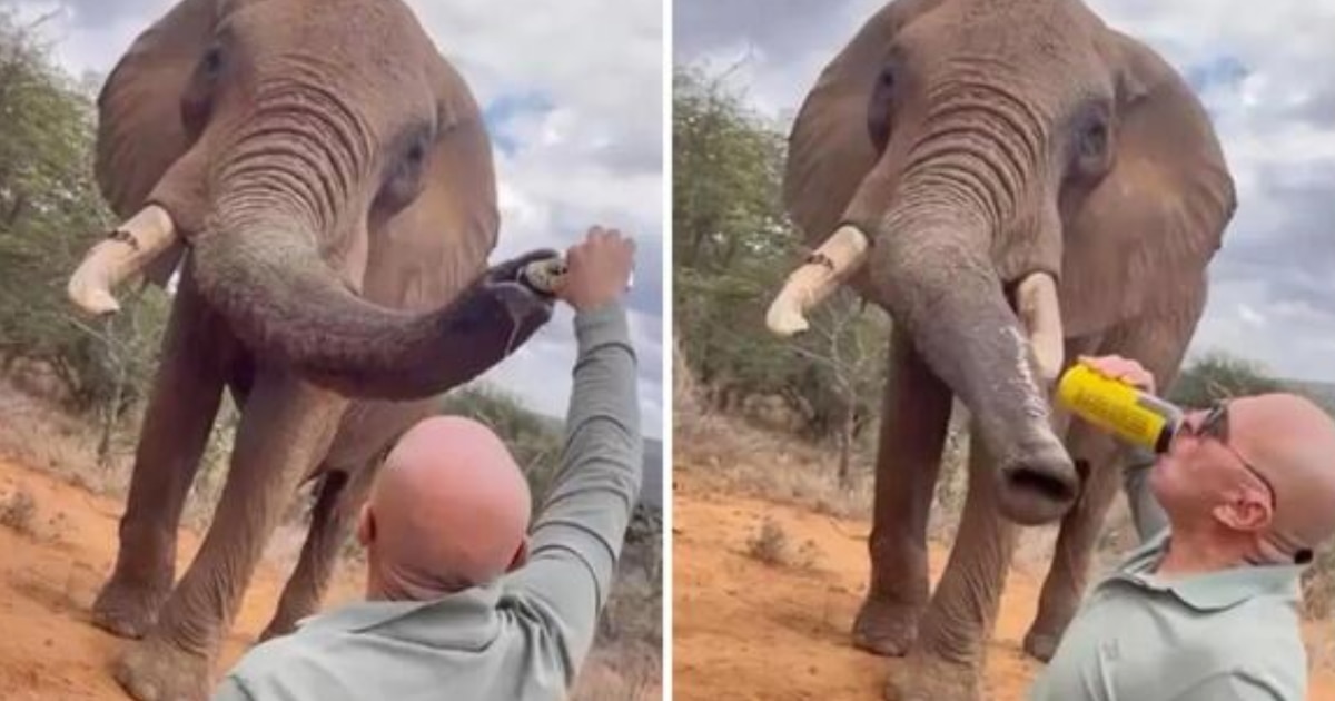 ¡Escándalo en Kenia: Turista español provoca indignación tras alimentar a elefantes con cerveza Tusker en reserva de conservación!
