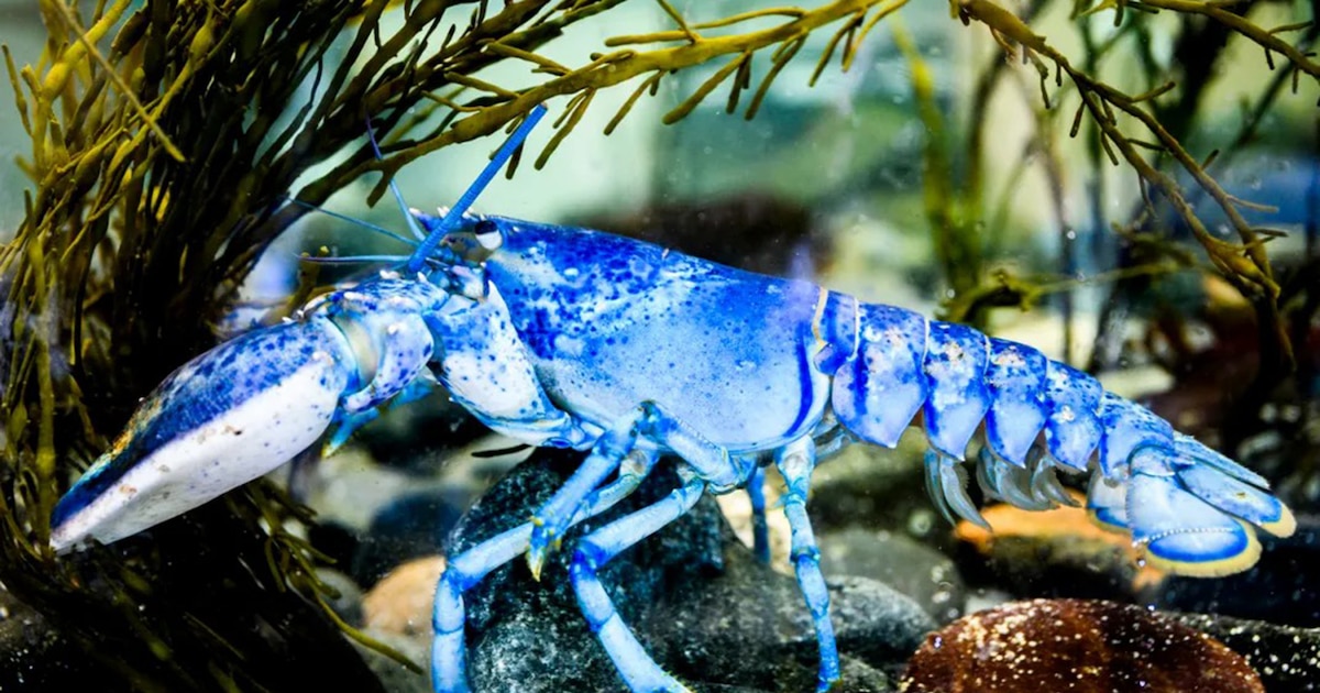 ¡Impactante! Aparecen en Massachusetts dos langostas azules ultra raras: solo una en dos millones y revelan secretos sorprendentes del océano