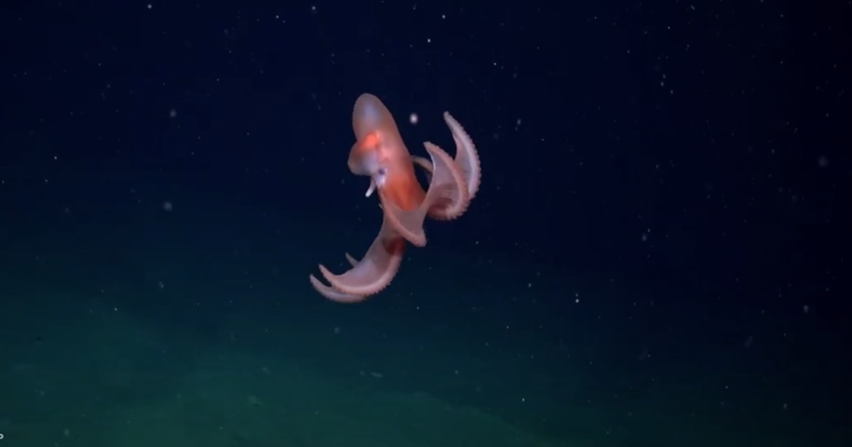 ¡Revelado en Uruguay! Especies desconocidas y un pulpo gigante en las profundidades del Atlántico Sur durante la expedición #UruguaySUB200