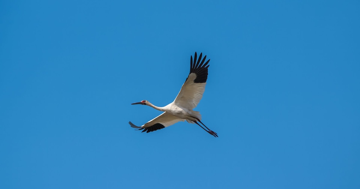¡Última esperanza de la extinción! La emblemática grulla siberiana occidental, símbolo de resistencia y fragilidad ambiental, se considera prácticamente desaparecida tras la pérdida de sus últimos ejemplares migratorios en el mar Caspio, poniendo en jaque la supervivencia de una especie que represent