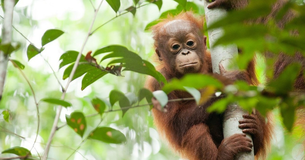 ¡Urgente! Fundación para la Supervivencia del Orangután de Borneo lucha por salvar a especie en PELIGRO CRÍTICO en su propia «escuela de la jungla» ¡El futuro de los orangutanes está en juego!